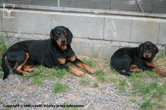 3 ročný Cevár a jeho 3 mesačná dcéra Iris