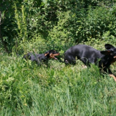 Celodenná zábava mojich hafanov