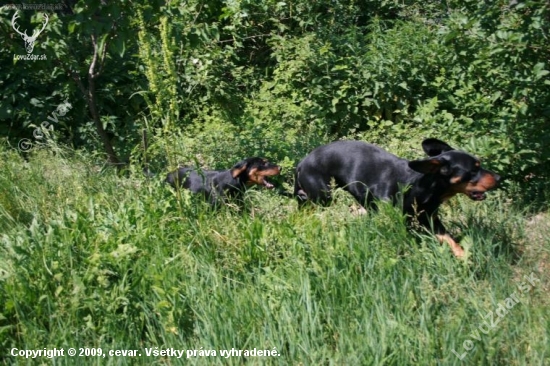 Celodenná zábava mojich hafanov