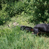 Takto malá Iris cvaká Cevara