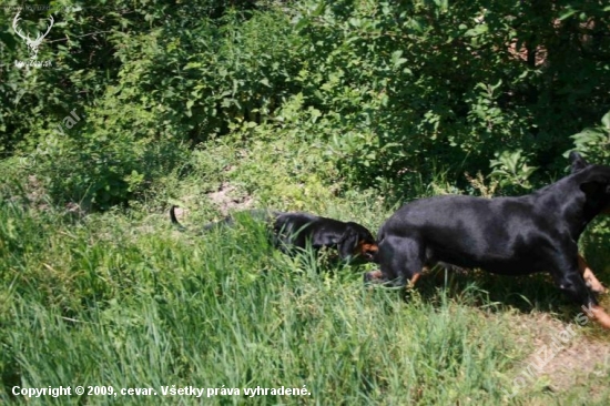 Takto malá Iris cvaká Cevara