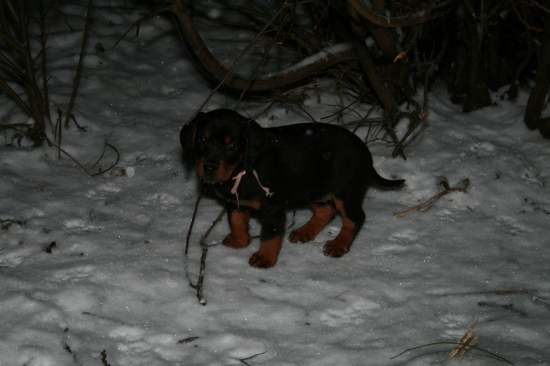 Aba spod Hradeckej lúky