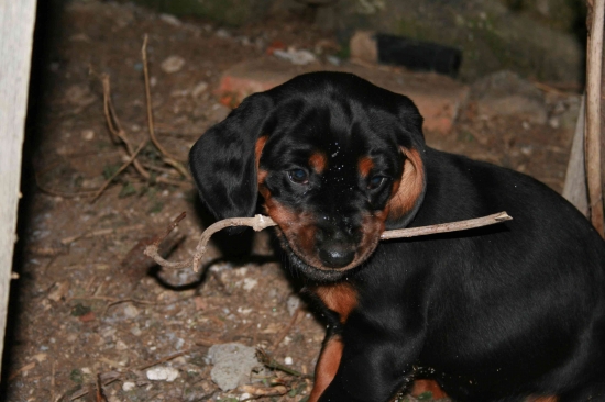 Argo spod Hradeckej lúky