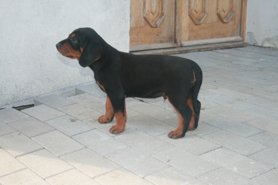 Brit spod hradeckej lúky