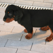 Baxo