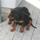 Bak s Bleskom
