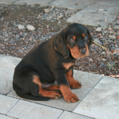 Brix