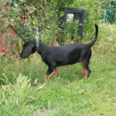 Dnes mala Iris spod Ergištôlne 4 mesiace