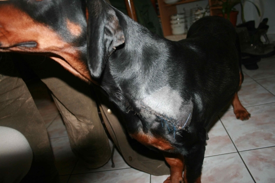 Keď chce kopov zastaviť postrieľaného diviaka