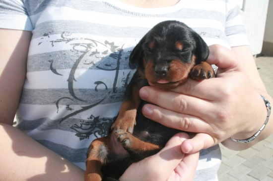 10 dňové šteniatko SK