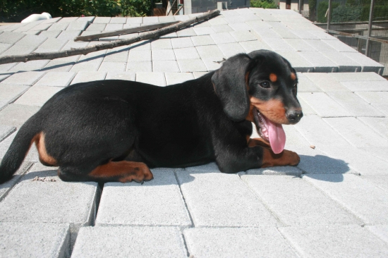 posila do svorky Cevar