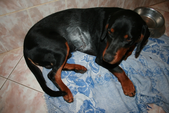 Bak poprvý krát v pohone