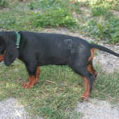 slovenský kopov