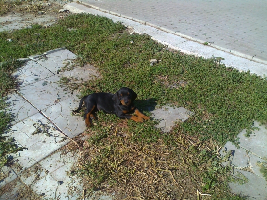 Slovenský kopov Dita