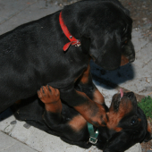 Prečo súrodenci na seba vyplazujú jazyk?