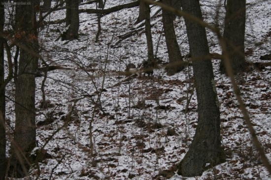 Dača a abba pri postrieľanom diviakovi