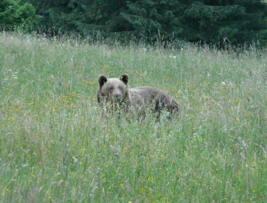 spomienka na leto 2008