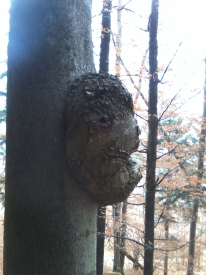 detail hovoriaceho kameňa