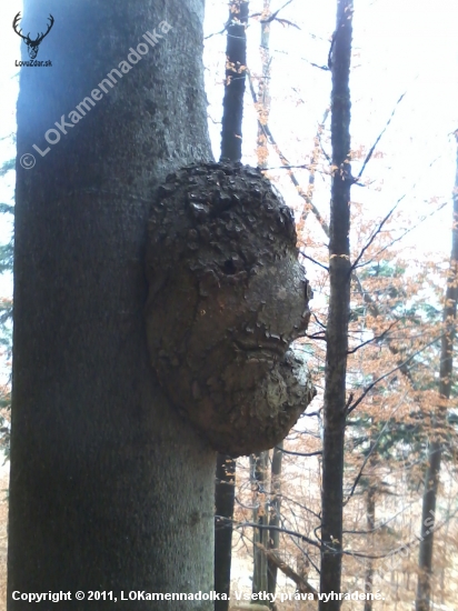 detail hovoriaceho kameňa