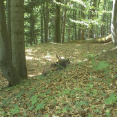 oddychujúci jeleň na 5 m