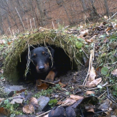 Moj spolocnik potulkami sa nezaprie