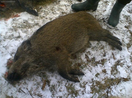 Zásah ako z knihy /výstrel/