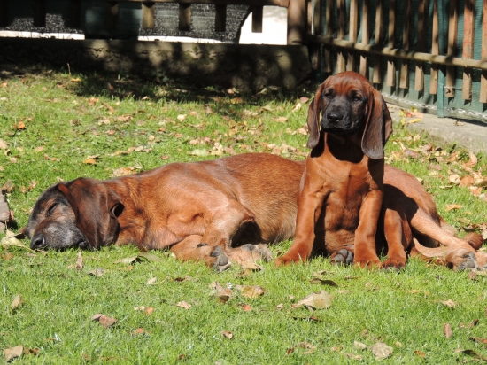 13 rocny senior so 4 mesacnym juniorom