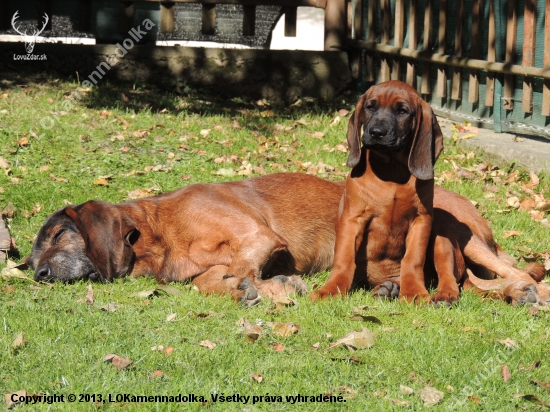 13 rocny senior so 4 mesacnym juniorom