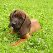 ....nevinné očká farbiara...