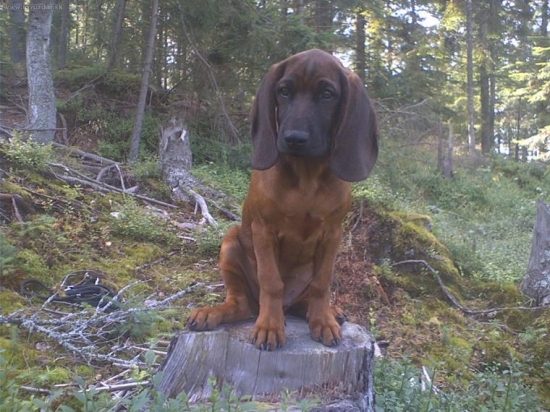 4 mesačná ušaňa Aris