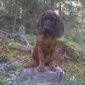 4 mesačná ušaňa Aris