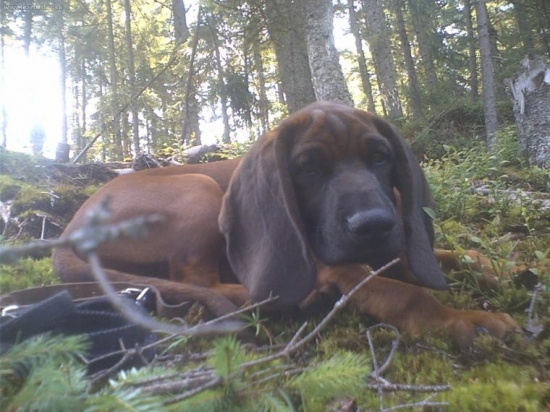 4 mesačná ušaňa Aris II