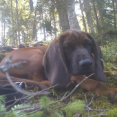 4 mesačná ušaňa Aris II