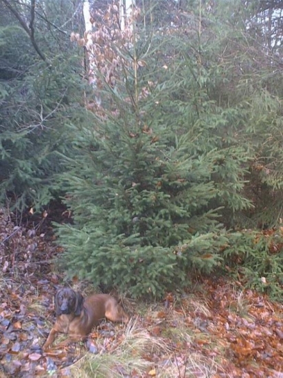 ....tento vianočný stromček je len moj.....