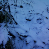 tohorocny prvy ale stary