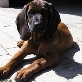 3 mesačná Aris Vlčia Horka