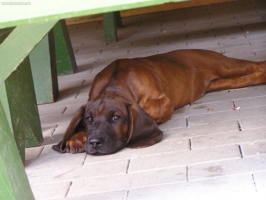 ako prijemne to chladi