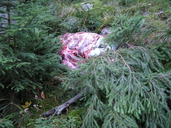 Výsledok pytliakov II