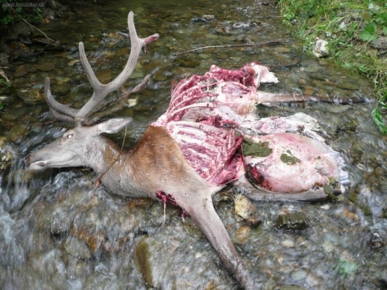 vĺčkovia tĺčkovia rok 2008