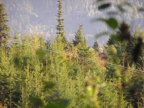 ruja 2007