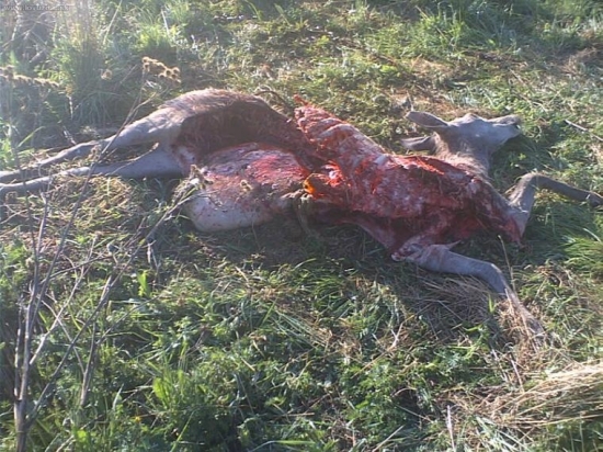 vĺčkovia tĺčkovia rok 2009