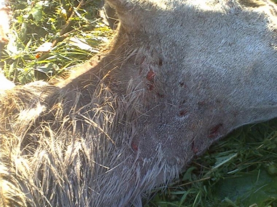 vĺčkovia tĺčkovia rok 2009 II