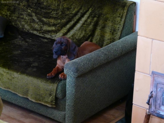 2 mesačná kolegyňa