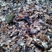 ani to lístie mu nepomohlo