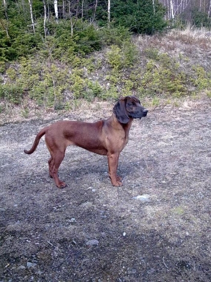 ...v hl. úlohách Aris Vlčia Horka, 10 mes.