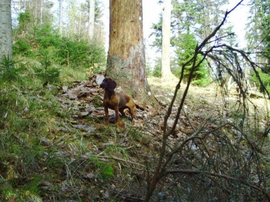 najvernejšia pomocnica