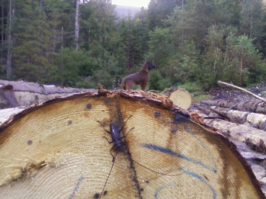 aká je to kategória????