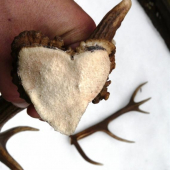 Sila prírody spojená s láskou