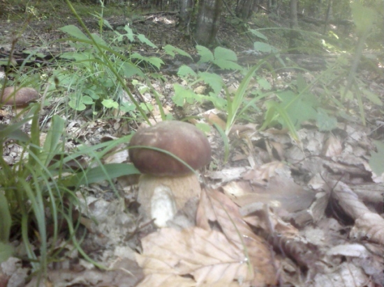 konečne rastu aj u nas