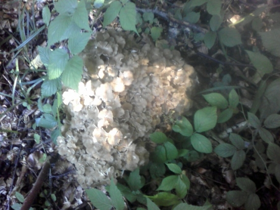 Dnešná krásavica 3kg